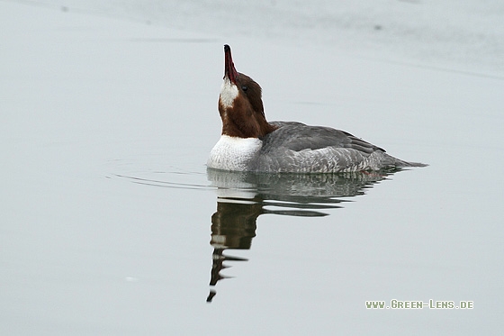 Gänsesäger - Copyright Stefan Pfützke