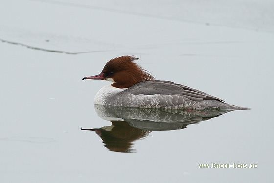 Gänsesäger - Copyright Stefan Pfützke