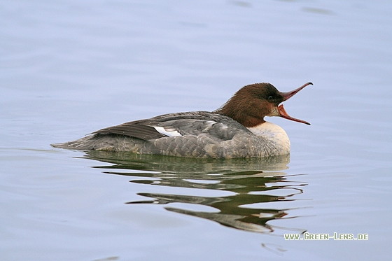 Gänsesäger - Copyright Stefan Pfützke