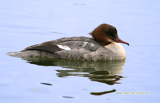 Gänsesäger - Copyright Stefan Pfützke