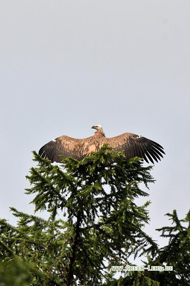 Gänsegeier - Copyright 
