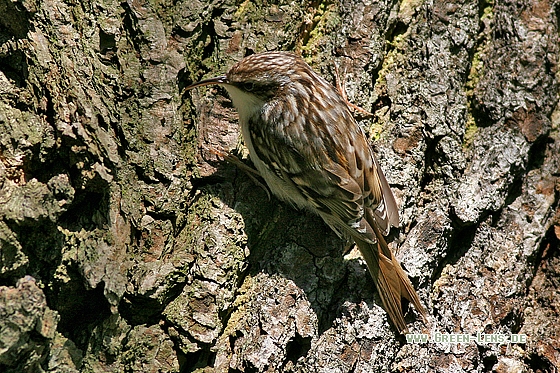 Gartenbaumläufer - Copyright Stefan Pfützke