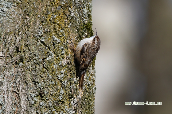 Gartenbaumläufer - Copyright Stefan Pfützke