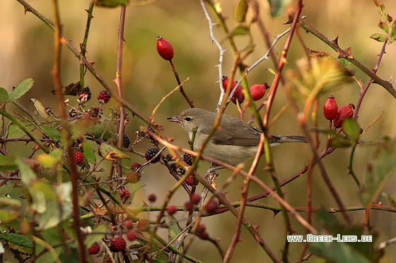 Gartengrasmücke - Copyright Stefan Pfützke