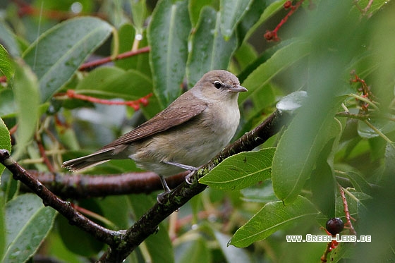 Gartengrasmücke - Copyright Stefan Pfützke