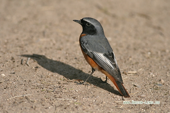 Gartenrotschwanz - Copyright Stefan Pfützke