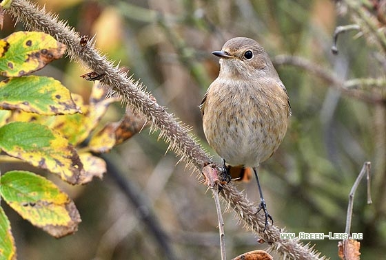 Gartenrotschwanz - Copyright Stefan Pfützke