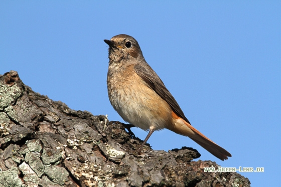 Gartenrotschwanz - Copyright Stefan Pfützke