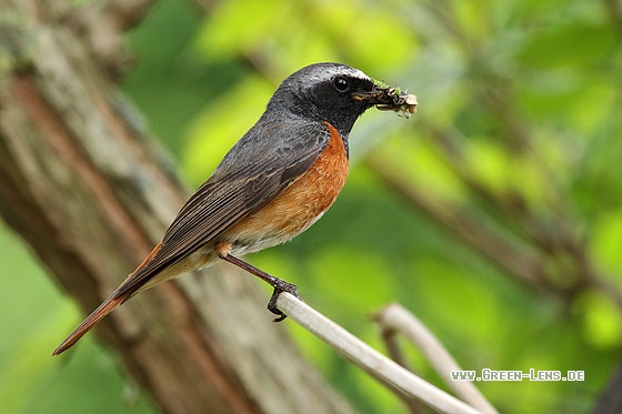 Gartenrotschwanz - Copyright Stefan Pfützke