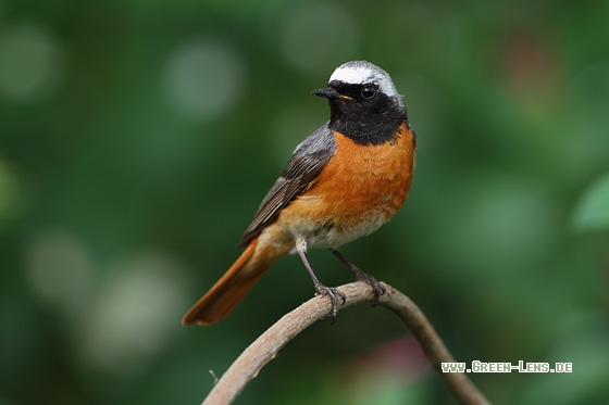 Gartenrotschwanz - Copyright Stefan Pfützke