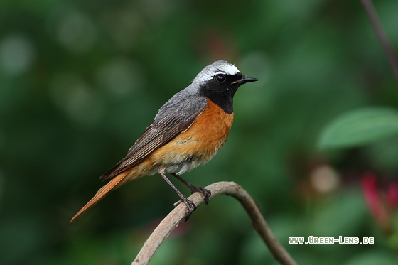 Gartenrotschwanz - Copyright Stefan Pfützke