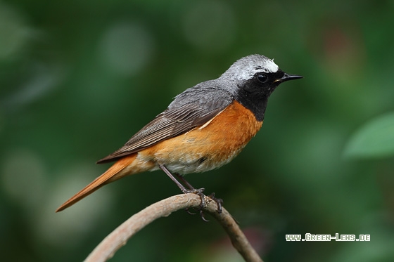 Gartenrotschwanz - Copyright Stefan Pfützke