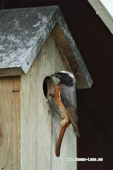 Gartenrotschwanz - Copyright Stefan Pfützke