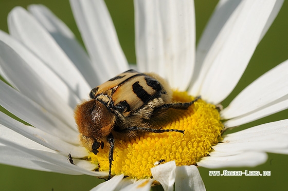 Gebänderter Pinselkäfer - Copyright Christian Gelpke