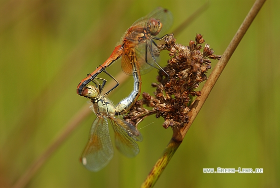 Gefleckte Heidelibelle - Copyright Christian Gelpke