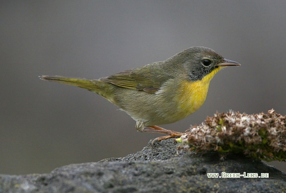 Weidengelbkehlchen - Copyright Stefan Pfützke