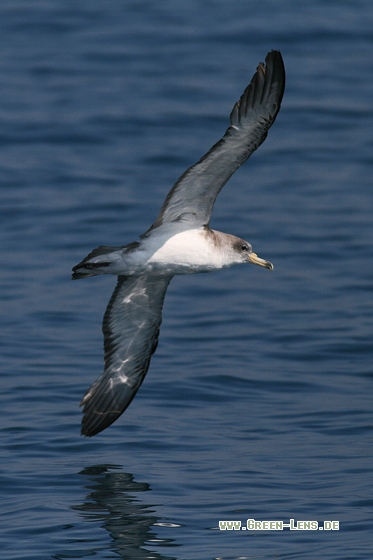 Gelbschnabel-Sturmtaucher - Copyright Stefan Pfützke