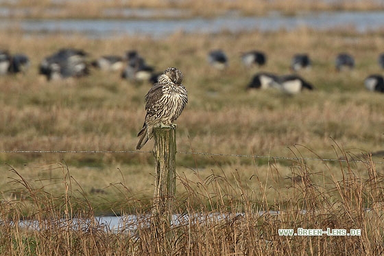 Gerfalke - Copyright Stefan Pfützke