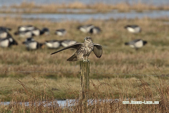 Gerfalke - Copyright Stefan Pfützke