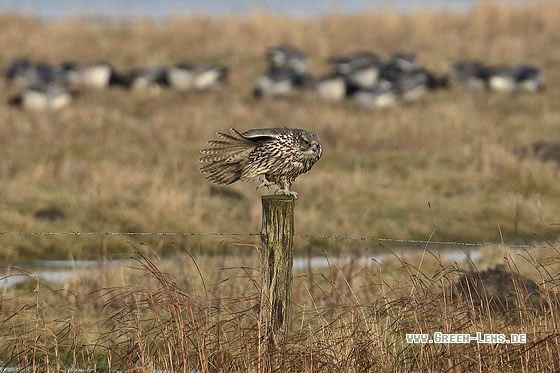 Gerfalke - Copyright Stefan Pfützke