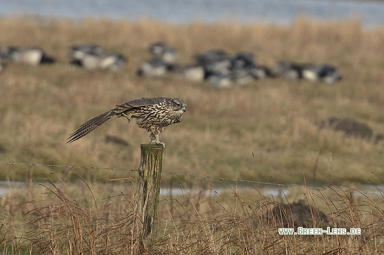 Gerfalke - Copyright Stefan Pfützke