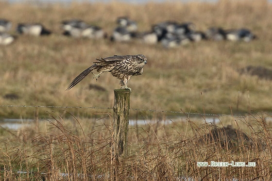 Gerfalke - Copyright Stefan Pfützke