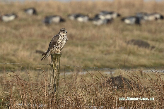 Gerfalke - Copyright Stefan Pfützke