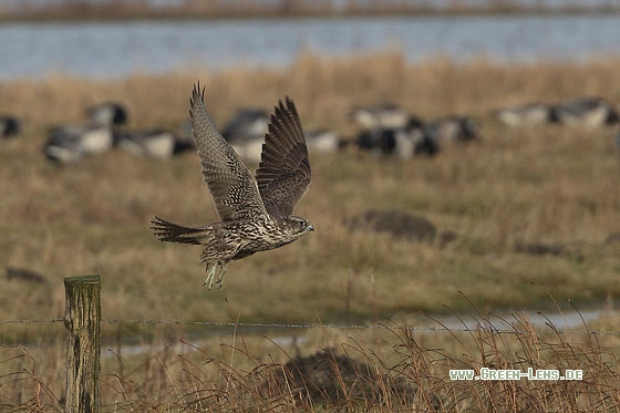 Gerfalke - Copyright Stefan Pfützke