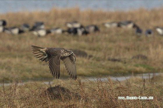 Gerfalke - Copyright Stefan Pfützke