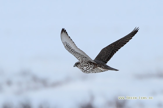 Gerfalke - Copyright Stefan Pfützke