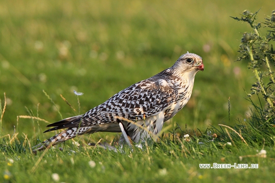 Gerfalke - Copyright Stefan Pfützke