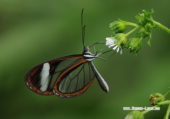 Glasfalter - Copyright Christian Gelpke