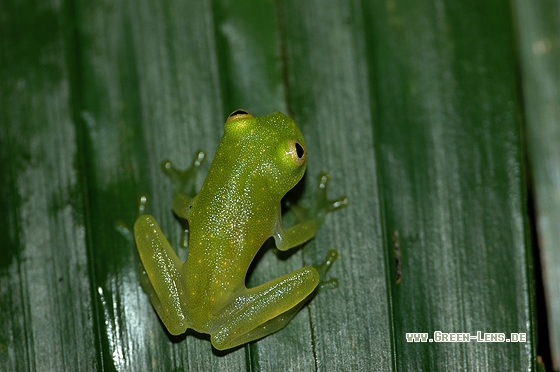 Cricket Glas Frosch - Copyright Christian Gelpke