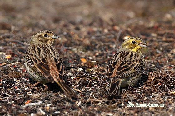 Goldammer - Copyright Stefan Pfützke