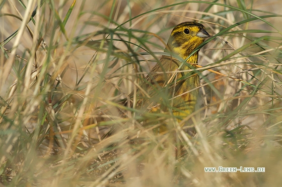 Goldammer - Copyright Stefan Pfützke