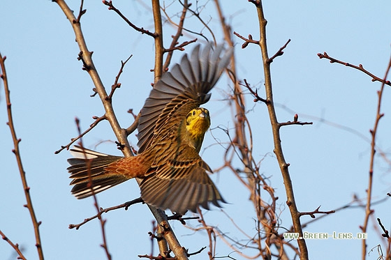 Goldammer - Copyright Stefan Pfützke