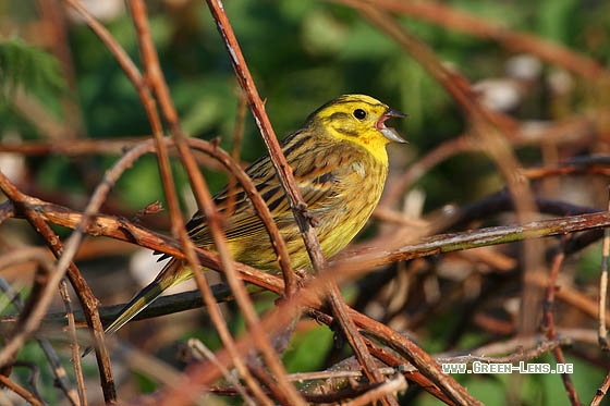 Goldammer - Copyright Stefan Pfützke