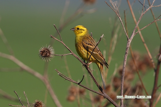 Goldammer - Copyright Stefan Pfützke