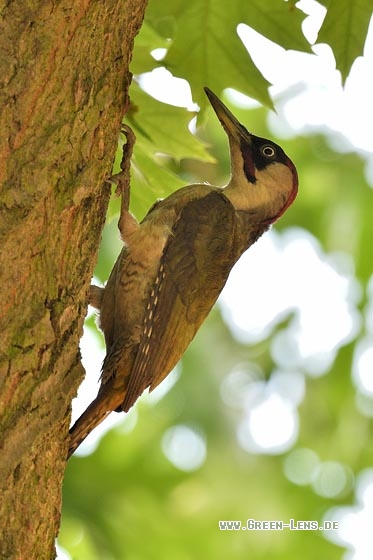 Grünspecht - Copyright Stefan Pfützke