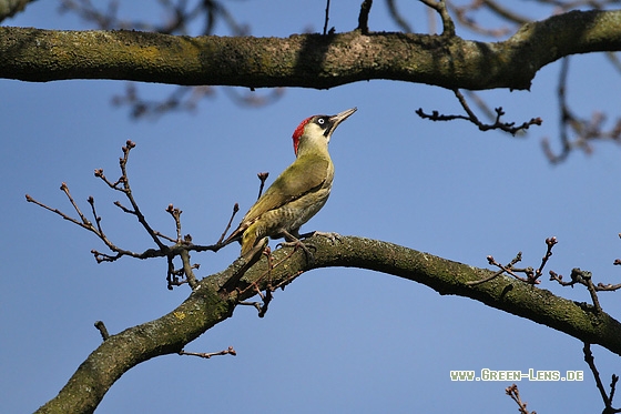 Grünspecht - Copyright Stefan Pfützke