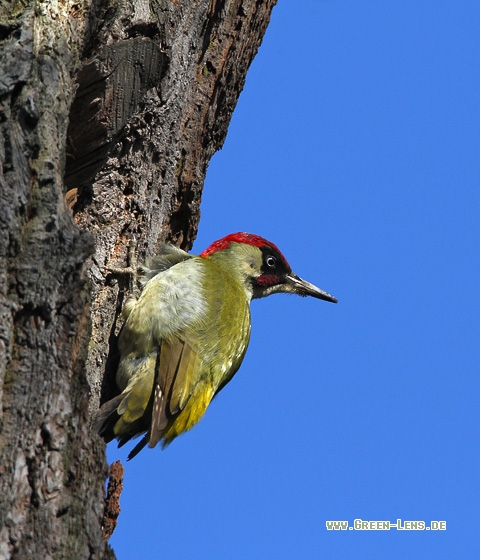 Grünspecht - Copyright Stefan Pfützke