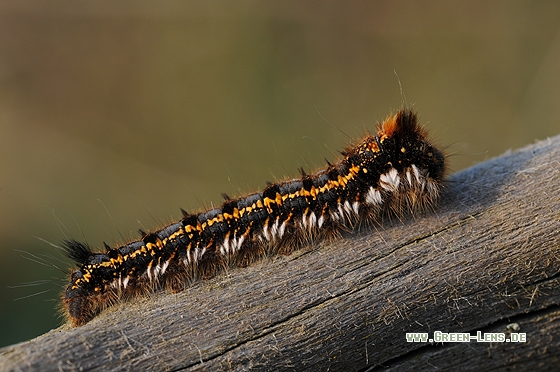 Gras-Glucke - Copyright Christian Gelpke