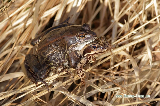 Grasfrosch - Copyright Stefan Pfützke