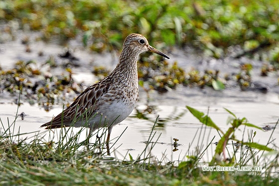 Graubrust-Strandläufer - Copyright Stefan Pfützke