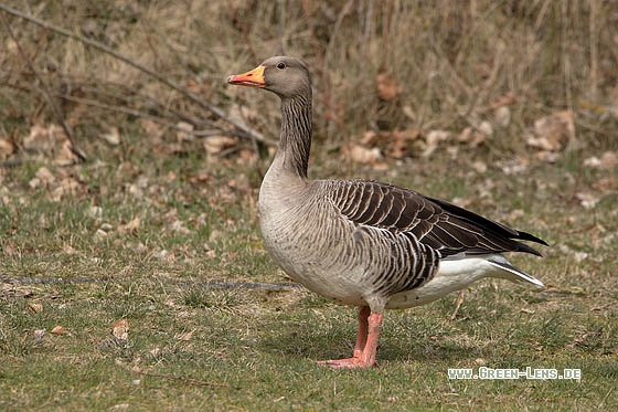 Graugans - Copyright Stefan Pfützke