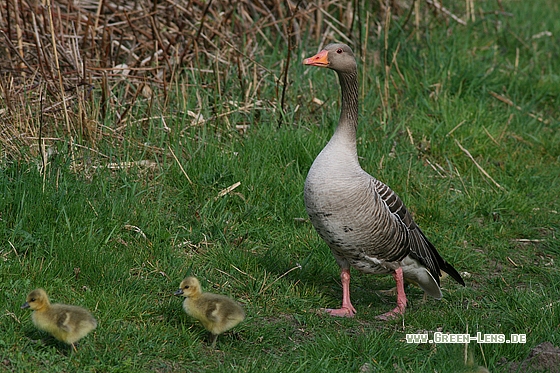 Graugans - Copyright Stefan Pfützke