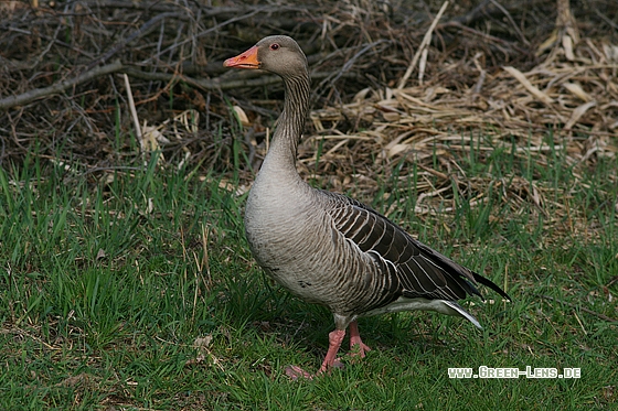 Graugans - Copyright Stefan Pfützke