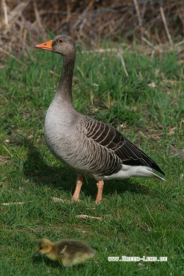 Graugans - Copyright Stefan Pfützke