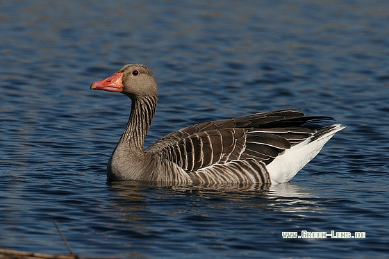 Graugans - Copyright Stefan Pfützke