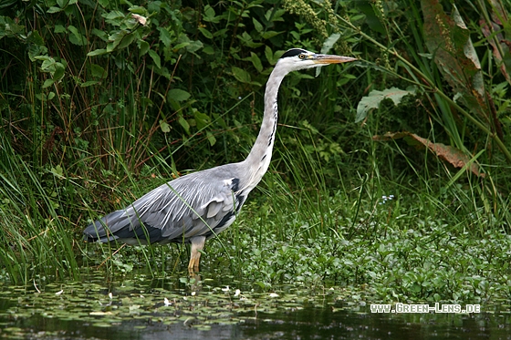 Graureiher - Copyright Stefan Pfützke